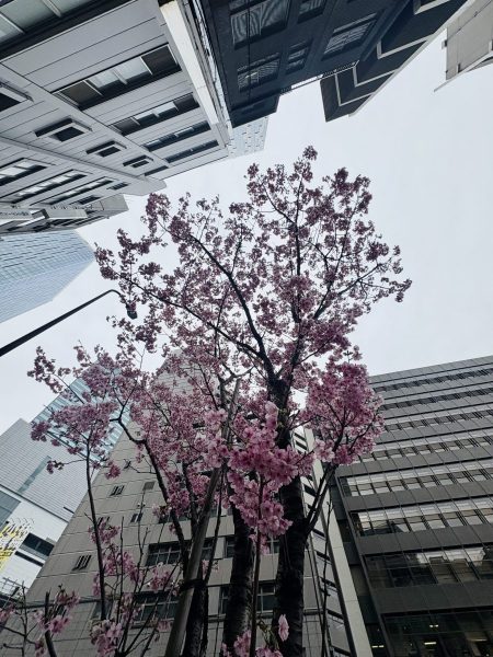 IMG_2365